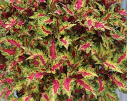 Pianta di Coleus Globetrotters Gaga (vaso 14 cm)
