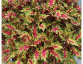 Pianta di Coleus Globetrotters Gaga (vaso 14 cm)
