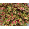 Pianta di Coleus Globetrotters Gaga (vaso 14 cm)
