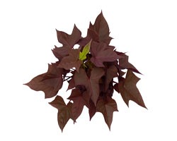 Pianta di Ipomoea Sweet Caroline Copper (vaso 14 cm)