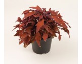 Pianta di Coleus Flame Thrower Habanero