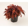 Pianta di Coleus Flame Thrower Habanero