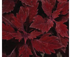 Pianta di Coleus Flame Thrower Habanero