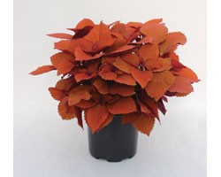 Pianta di Coleus Campfire (vaso 14 cm)