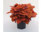 Pianta di Coleus Campfire (vaso 14 cm)
