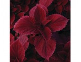 Pianta di Coleus Redhead (vaso 14 cm)