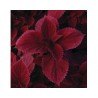 Pianta di Coleus Redhead (vaso 14 cm)
