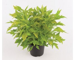 Pianta di Coleus Flame Thrower Salsa Roja (Vaso14)
