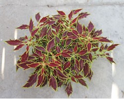 Pianta di Coleus Flame Thrower Serrano (Vaso14)
