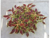 Pianta di Coleus Flame Thrower Serrano (Vaso14)