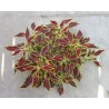Pianta di Coleus Flame Thrower Serrano (Vaso14)