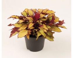 Pianta di Coleus Flame Thrower Spiced Curry (Vaso14)
