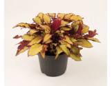 Pianta di Coleus Flame Thrower Spiced Curry (Vaso14)