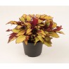 Pianta di Coleus Flame Thrower Spiced Curry (Vaso14)
