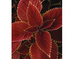 Pianta di ColeusTrusty Rusty (vaso 14 cm)