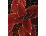 Pianta di ColeusTrusty Rusty (vaso 14 cm)