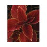 Pianta di ColeusTrusty Rusty (vaso 14 cm)