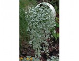 Pianta di Dicondra Argentea Silver Falls (vaso 14 cm)