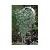 Pianta di Dicondra Argentea Silver Falls (vaso 14 cm)
