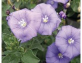 Pianta di Convolvolus sabatius Neon Blue (vaso 14 cm)