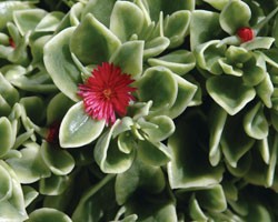 Pianta di Dorotheanthus bellidiformis Mezoo ( Vaso 14 )