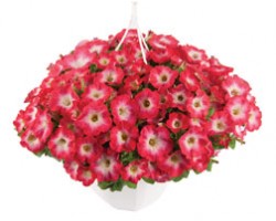 Pianta di Petunia Surfinia coral morn (vason 14 cm)