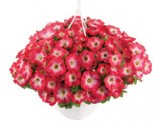 Pianta di Petunia Surfinia coral morn (vason 14 cm)