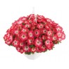 Pianta di Petunia Surfinia coral morn (vason 14 cm)