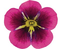 Pianta di Calibrachoa Cabaret Midnight Kiss  (Vaso 14 cm)