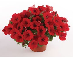 Pianta di Petunia Surfinia Deep Red(vaso 14 cm)