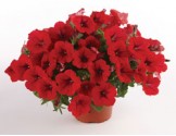 Pianta di Petunia Surfinia Deep Red(vaso 14 cm)