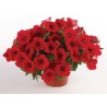Pianta di Petunia Surfinia Deep Red(vaso 14 cm)