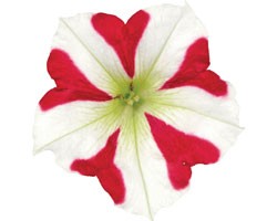 Pianta di Petunia Amore King of Hearth (Vaso14)