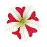 Pianta di Petunia Amore King of Hearth (Vaso14)