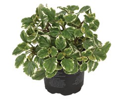 Pianta di Plectranthus coleoides (Vaso 14 cm)
