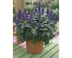 Pianta di Salvia Mystic Spires (Vaso 14 cm)