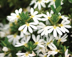 Pianta di Scaevola Surdiva White (Vaso 14 cm)