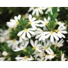 Pianta di Scaevola Surdiva White (Vaso 14 cm)
