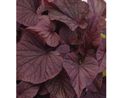 Pianta di Ipomoea Solar Power Red Hearth (vaso 14 cm)