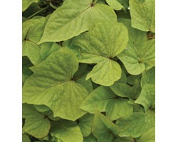 Pianta di Ipomoea Solar Power Lime (vaso 14 cm)