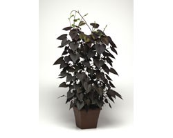 Pianta di Ipomoea Solar Tower Black (vaso 14 cm)