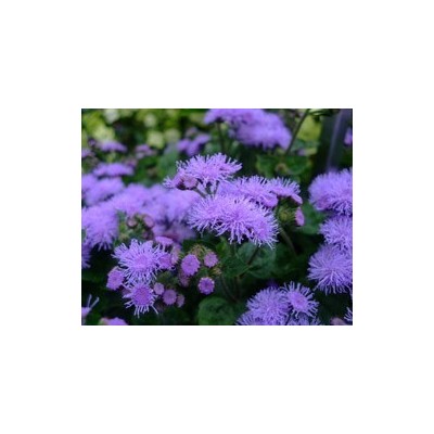 Pianta di Agerato Blue Horizon (Vaso 11 cm)