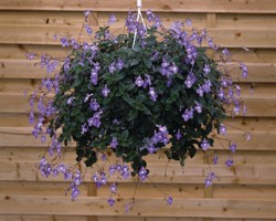 Pianta di Streptocarpus (Streptocarpella) saxorum Blue Fountain (vaso 14 cm)