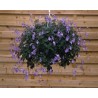 Pianta di Streptocarpus (Streptocarpella) saxorum Blue Fountain (vaso 14 cm)