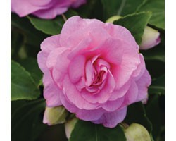 Pianta di Impatiens doppio Fiesta Bonita Pink (Vaso14)