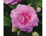 Pianta di Impatiens doppio Fiesta Bonita Pink (Vaso14)