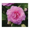 Pianta di Impatiens doppio Fiesta Bonita Pink (Vaso14)