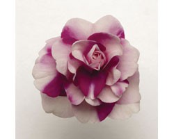Pianta di Impatiens doppio Fiesta Bonita Purple Stripe (Vaso14)