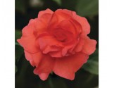 Pianta di Impatiens doppio Fiesta Bonita Salmon (Vaso14)