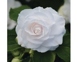 Pianta di Impatiens doppio Fiesta Bonita White (Vaso14)